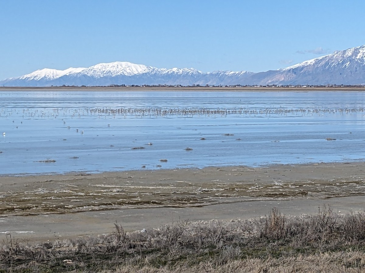 American Avocet - ML616328693