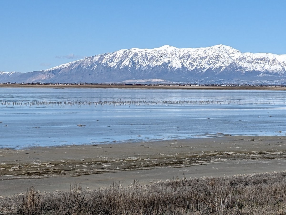 American Avocet - ML616328694