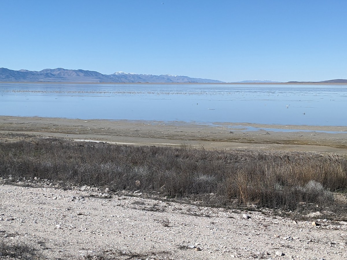 American Avocet - ML616328695