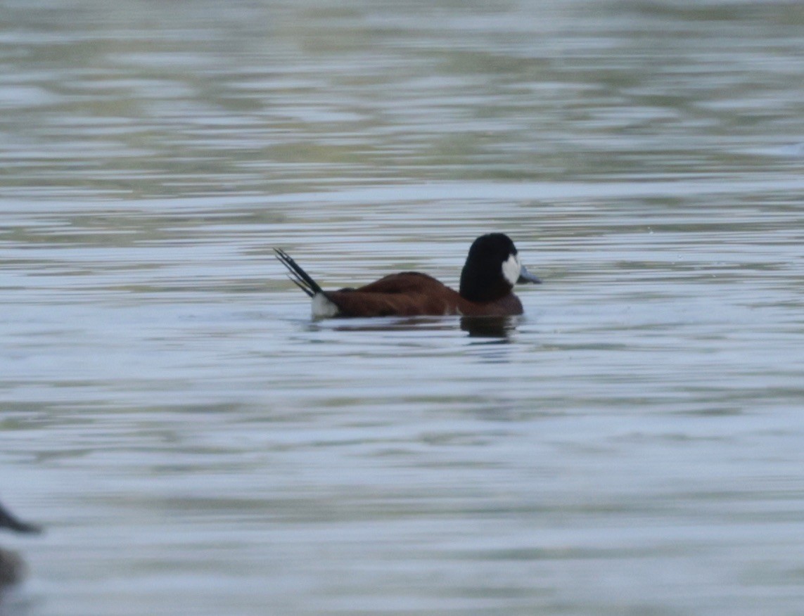 Ruddy Duck - ML616328713