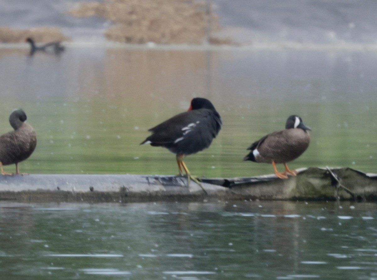 Gallinule d'Amérique - ML616328720