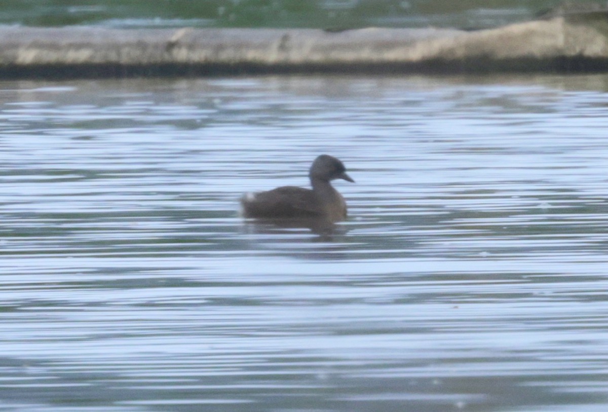 Least Grebe - Ken Oeser