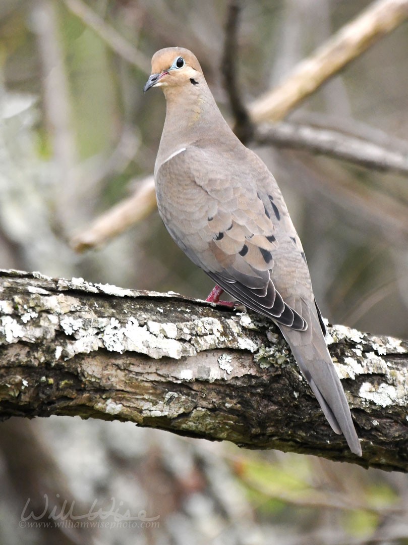 Mourning Dove - ML616328732