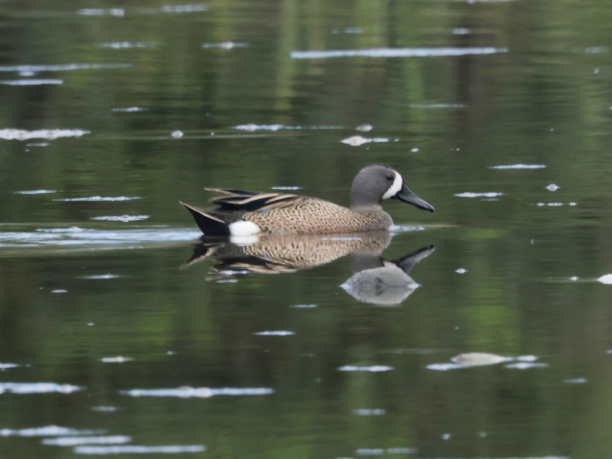 Blue-winged Teal - ML616328736