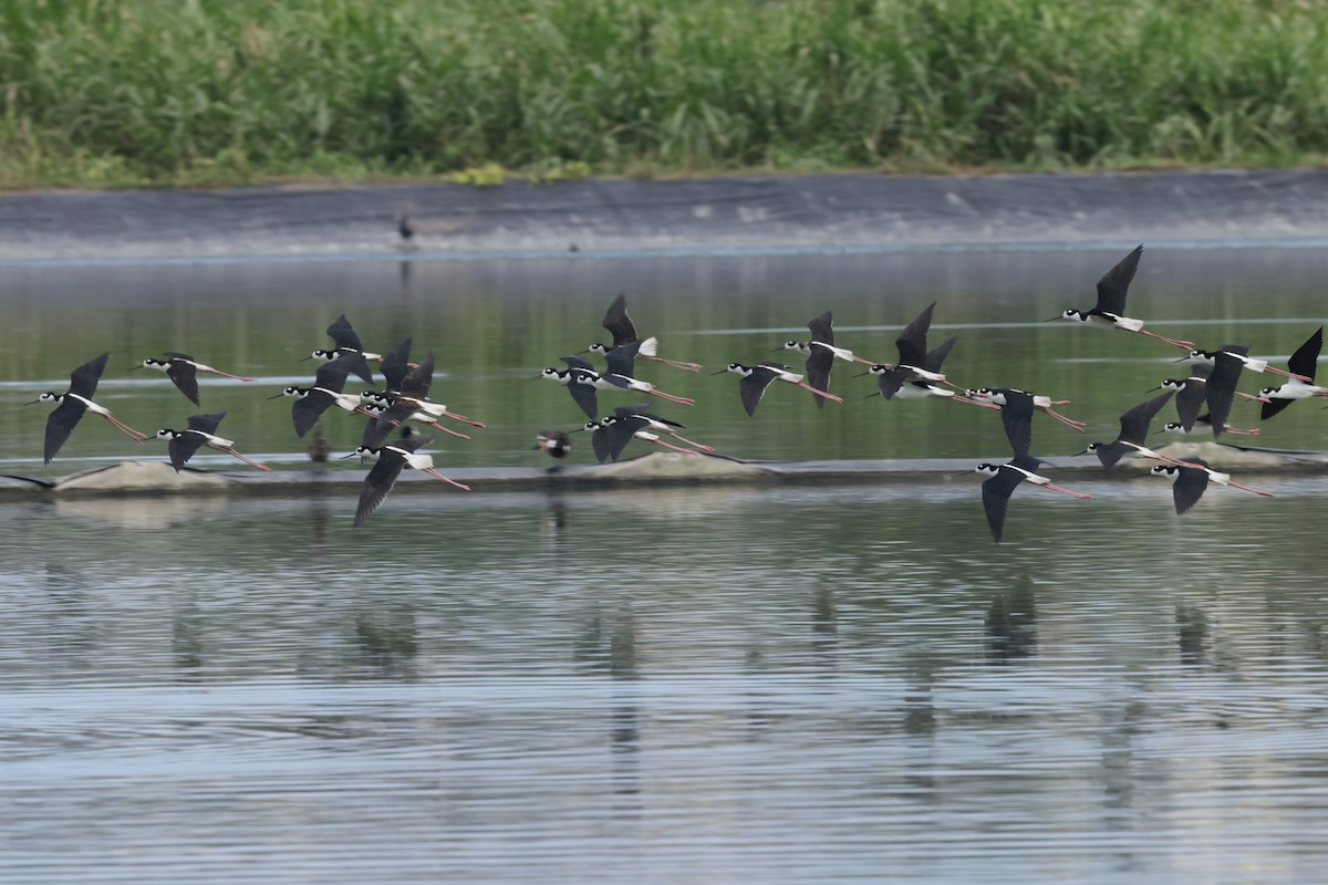 Black-necked Stilt - ML616328739