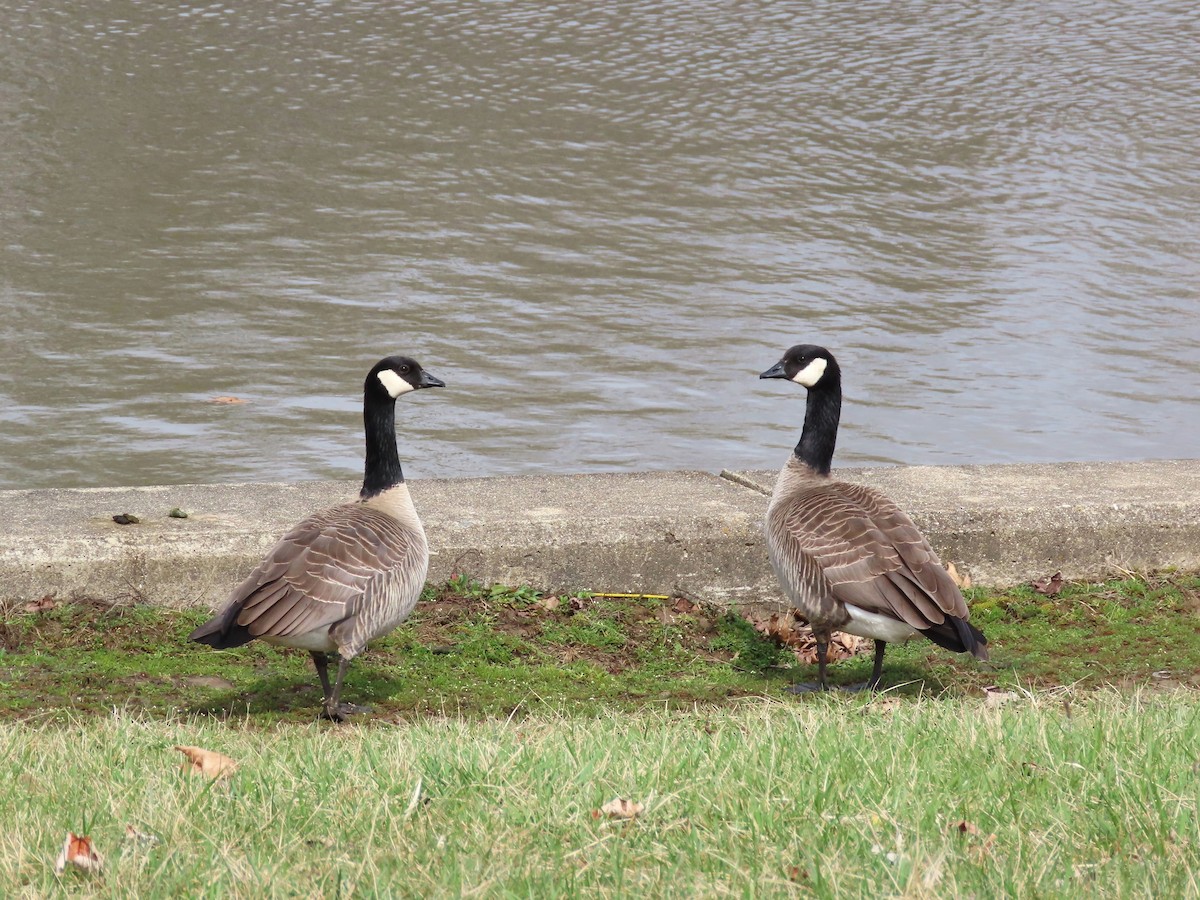 Cackling Goose - ML616328740