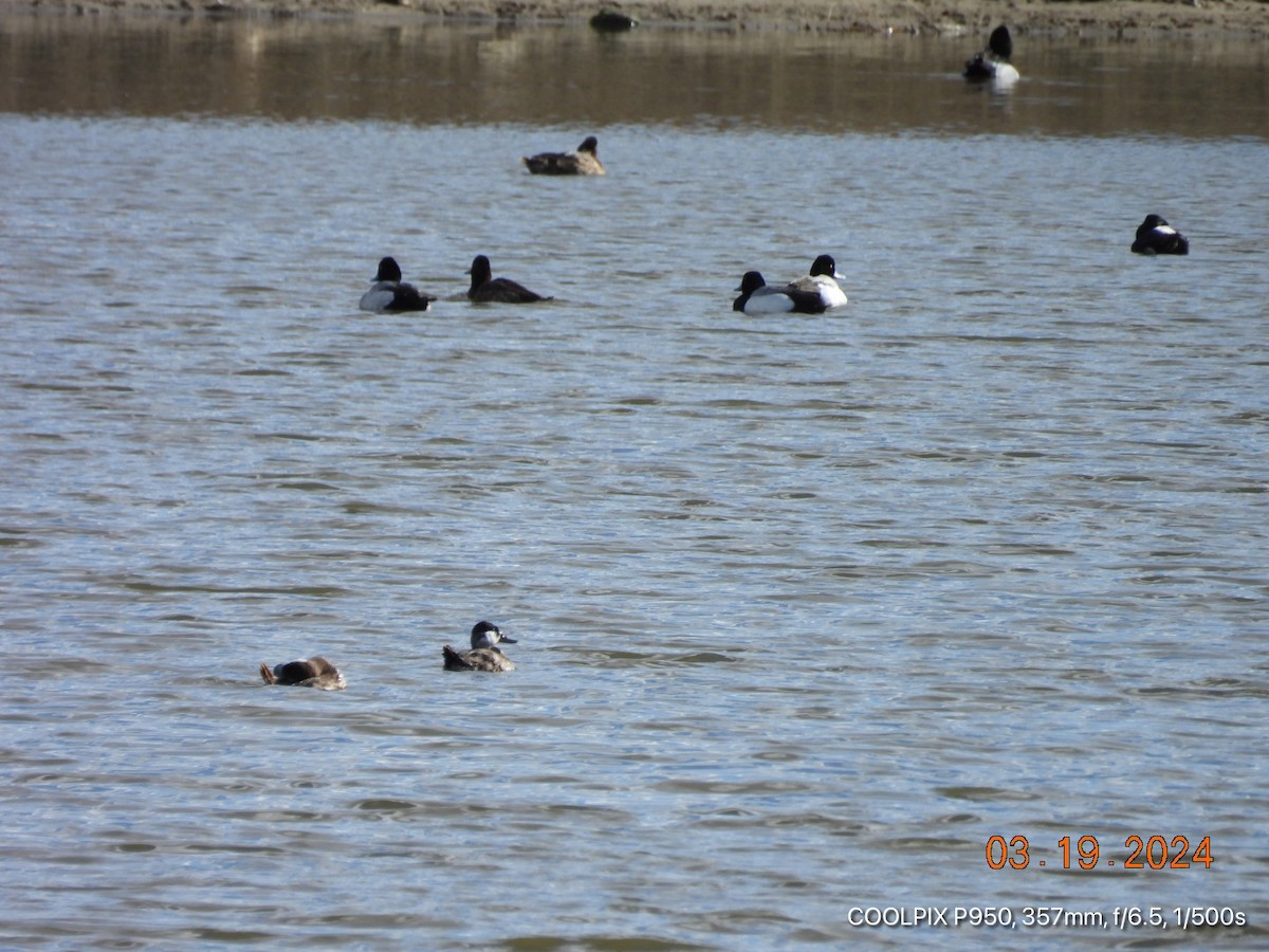 Ruddy Duck - ML616328742