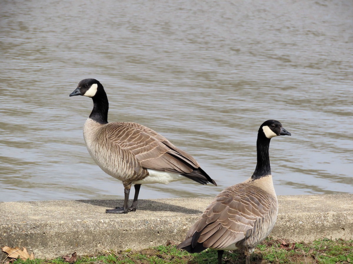 Cackling Goose - ML616328743