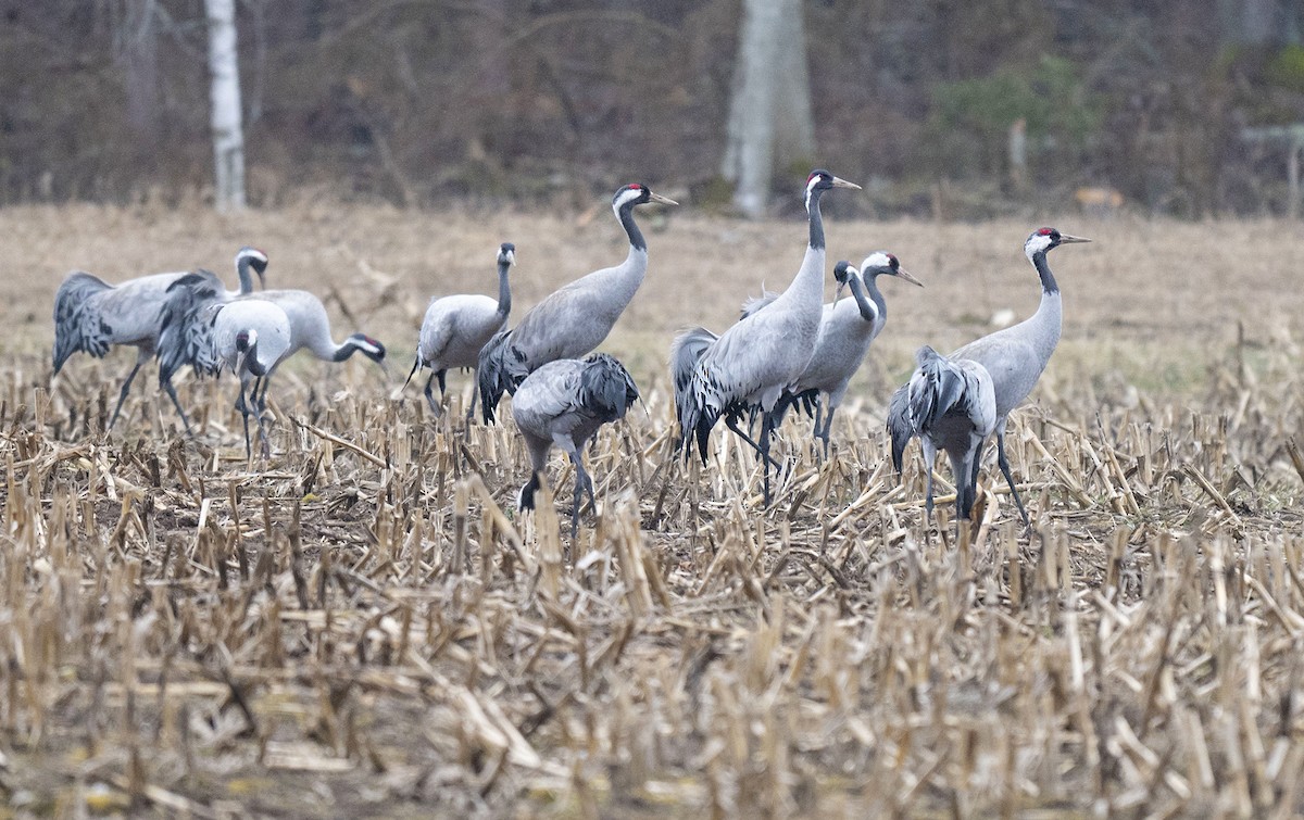 Common Crane - ANASTASIYA SAMOKHINA