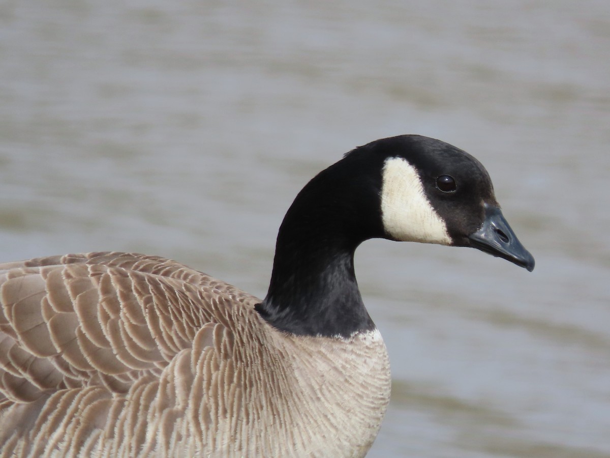 Cackling Goose - ML616328757