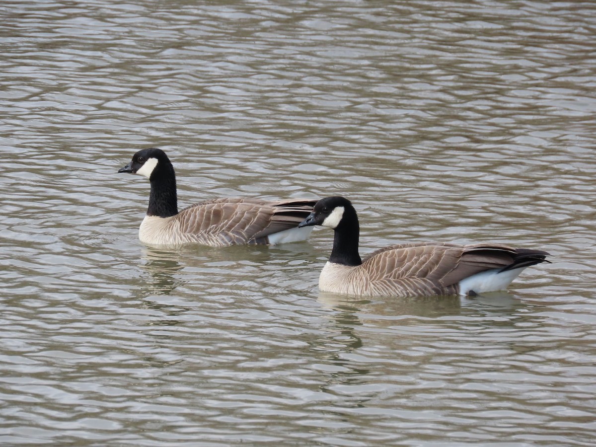 Cackling Goose - ML616328762