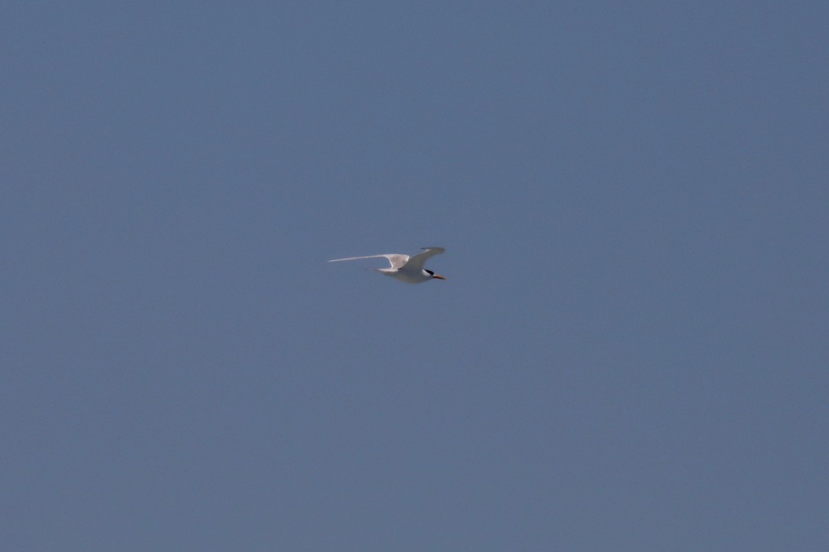 Great Crested Tern - ML616328769