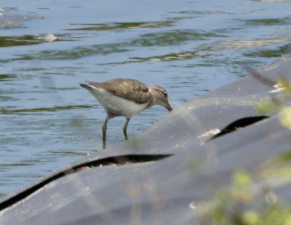 Spotted Sandpiper - ML616328784