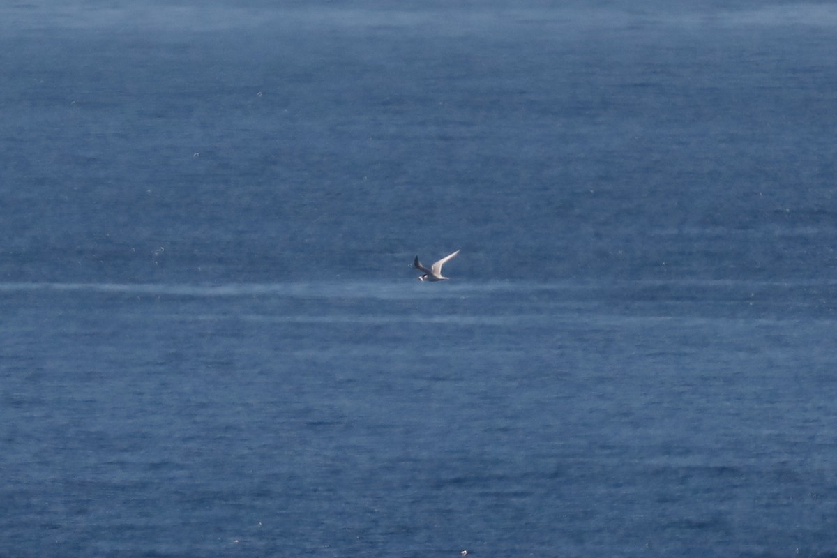 tern sp. - ML616328795