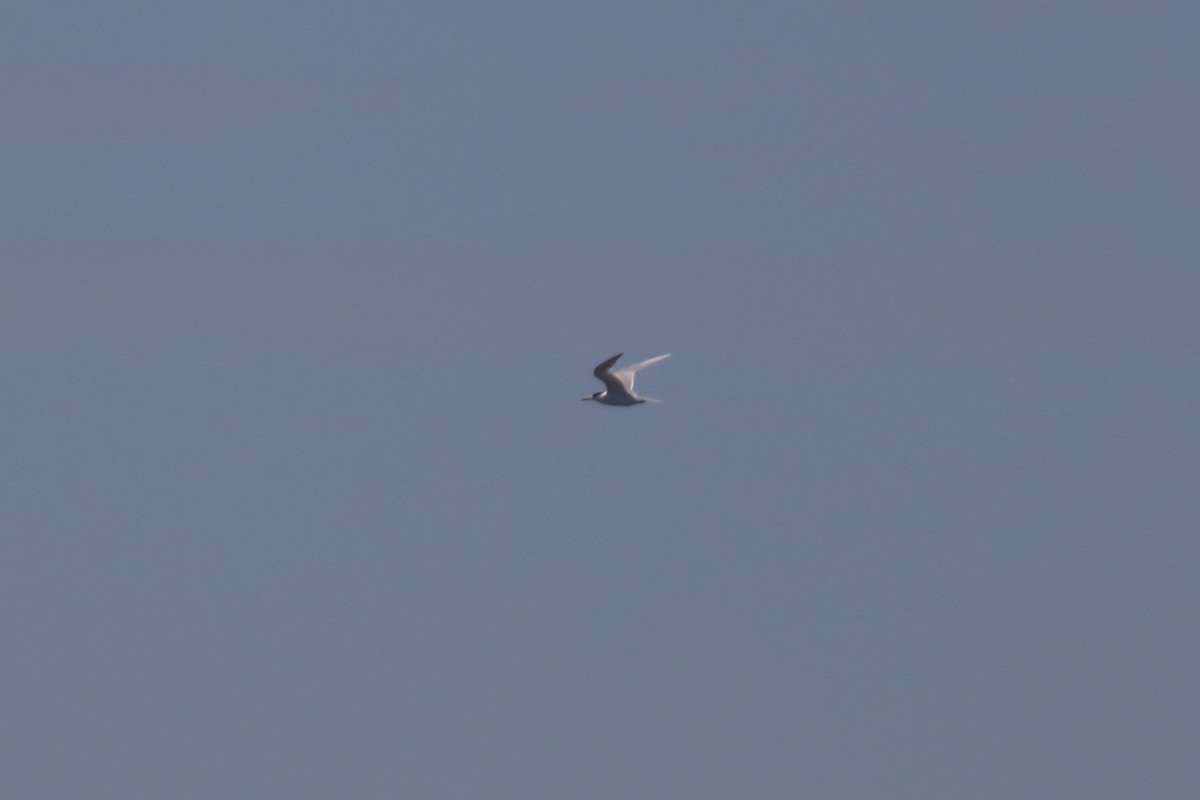 tern sp. - ML616328796