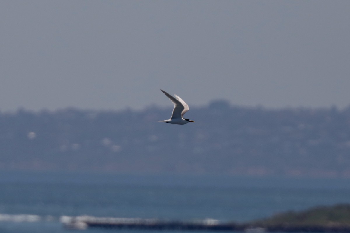Great Crested Tern - ML616328797