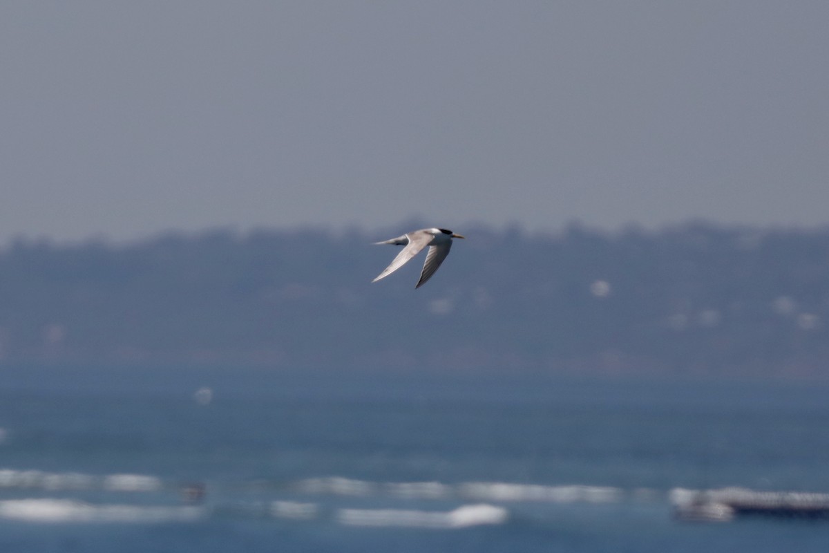Great Crested Tern - ML616328798
