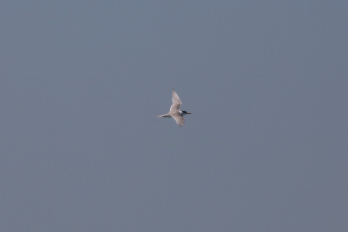 Great Crested Tern - ML616328799