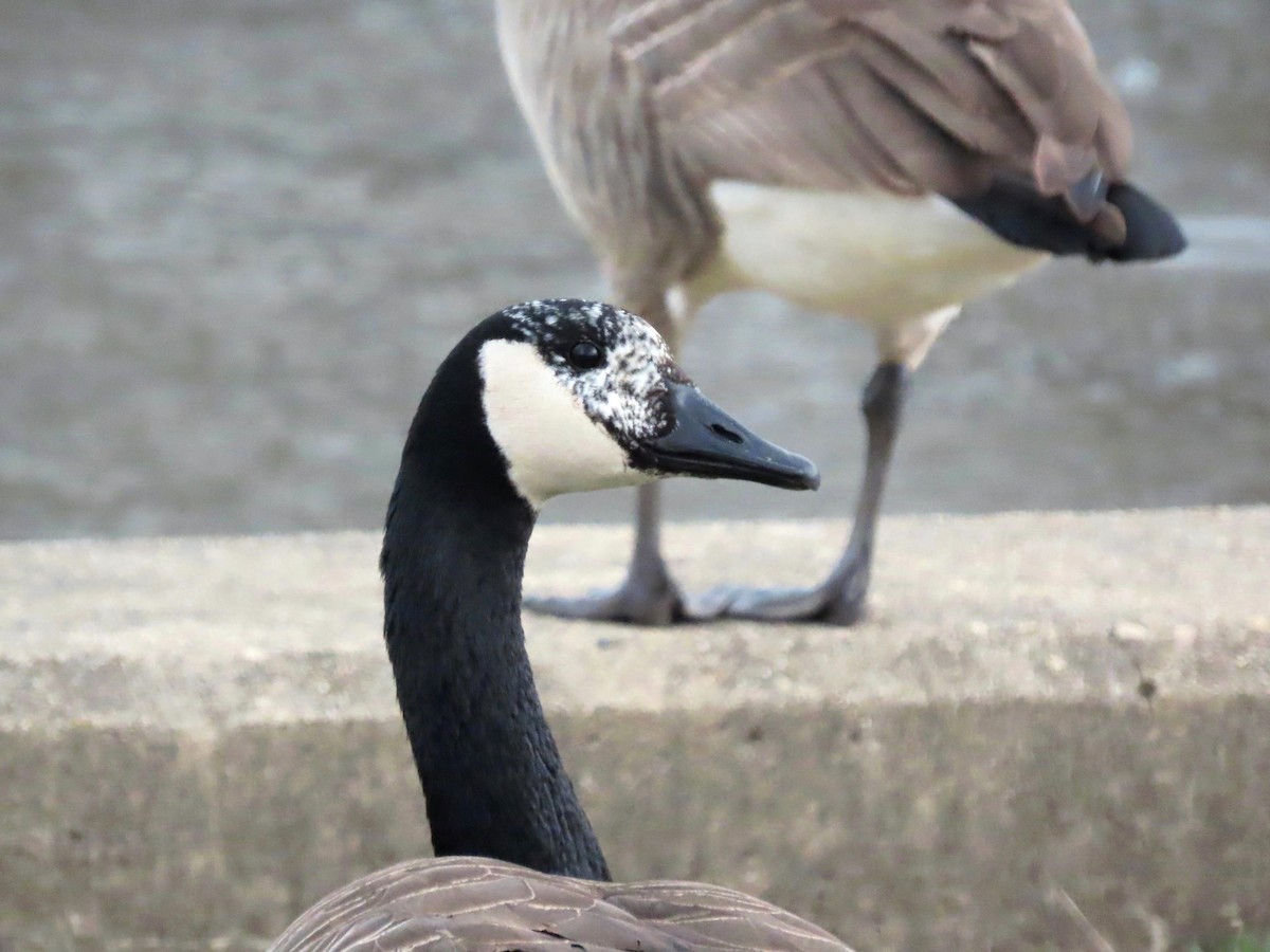 Canada Goose - ML616328882