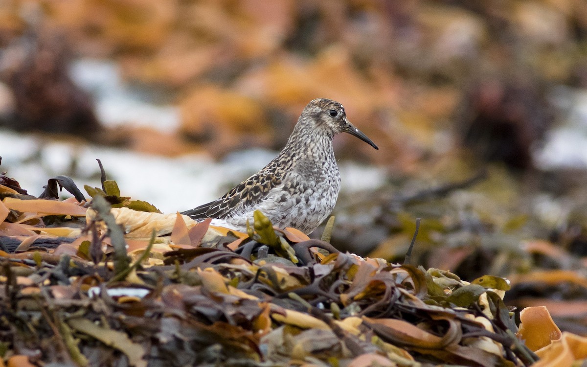 Purple Sandpiper - ML616328885