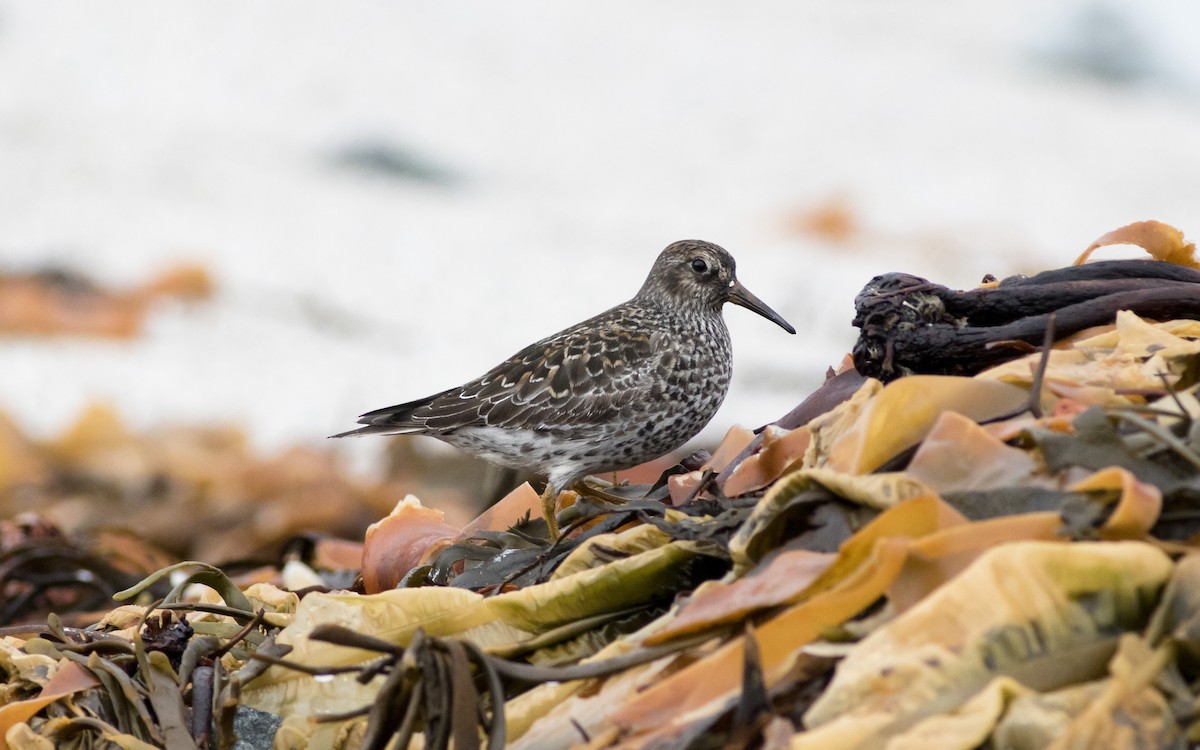 Purple Sandpiper - ML616328886