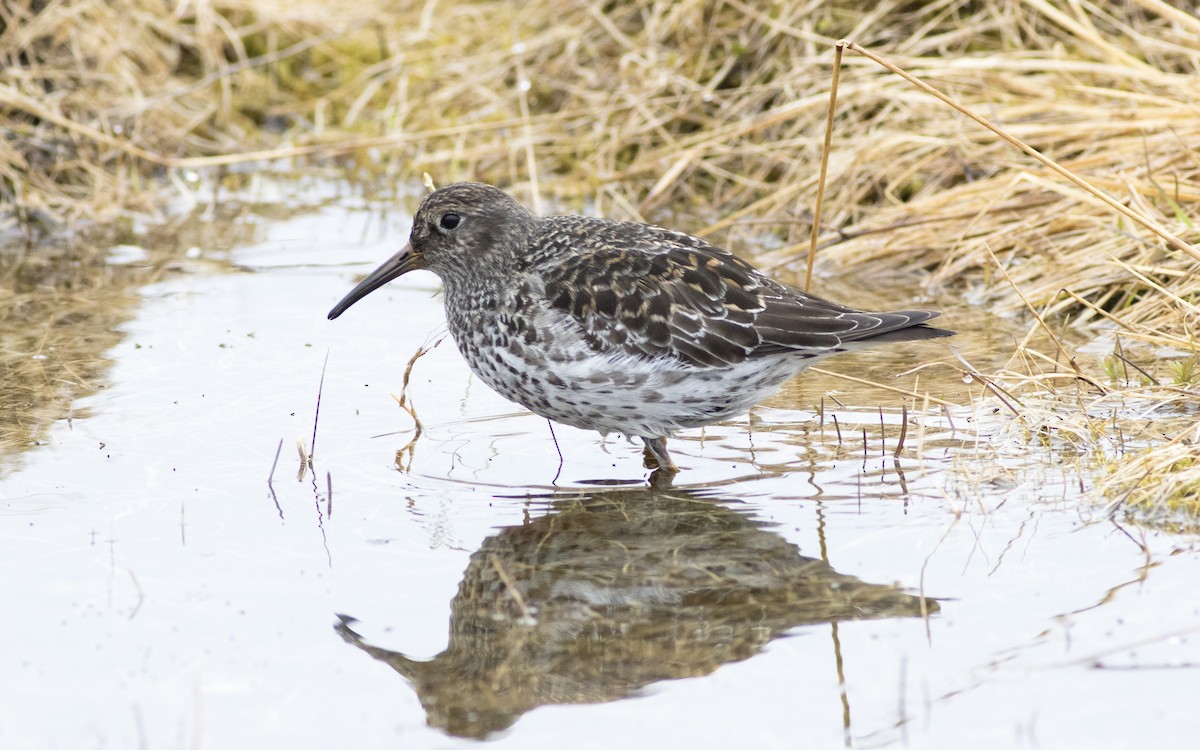 Purple Sandpiper - ML616328887