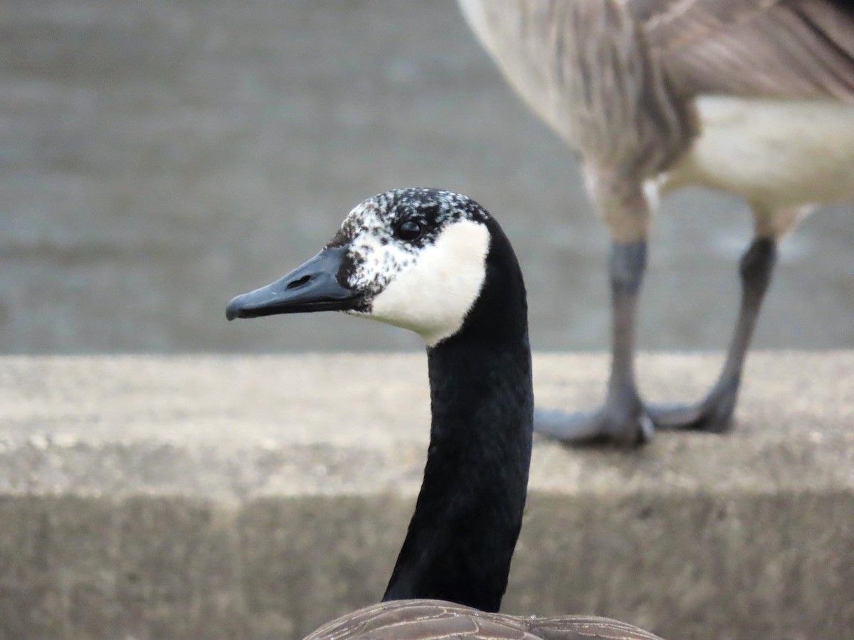 Canada Goose - ML616328888