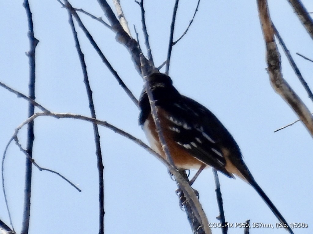 Spotted Towhee - ML616328903