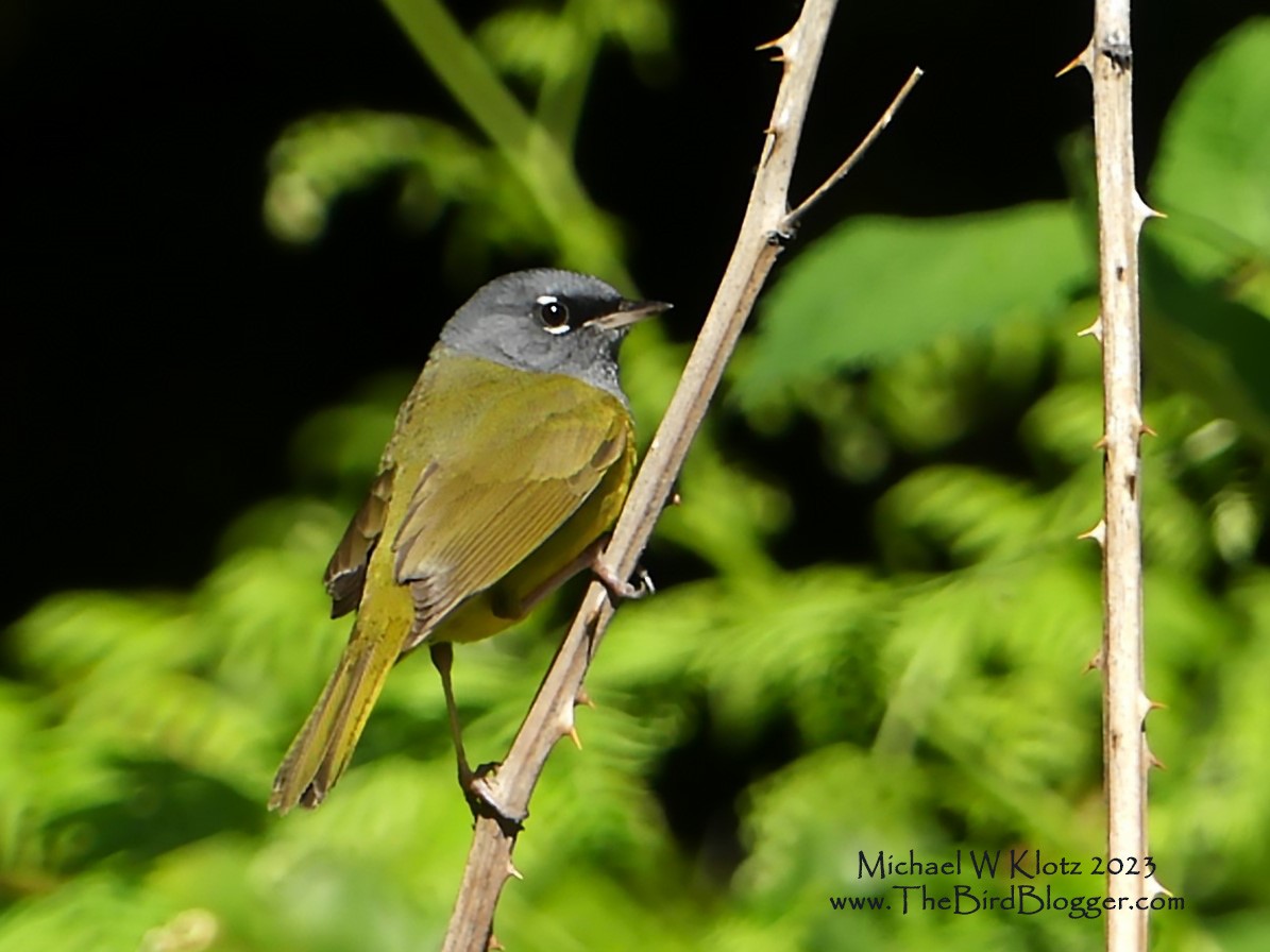MacGillivray's Warbler - ML616328920