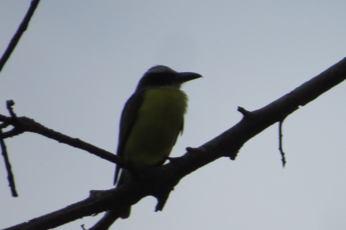 Boat-billed Flycatcher - ML616328956