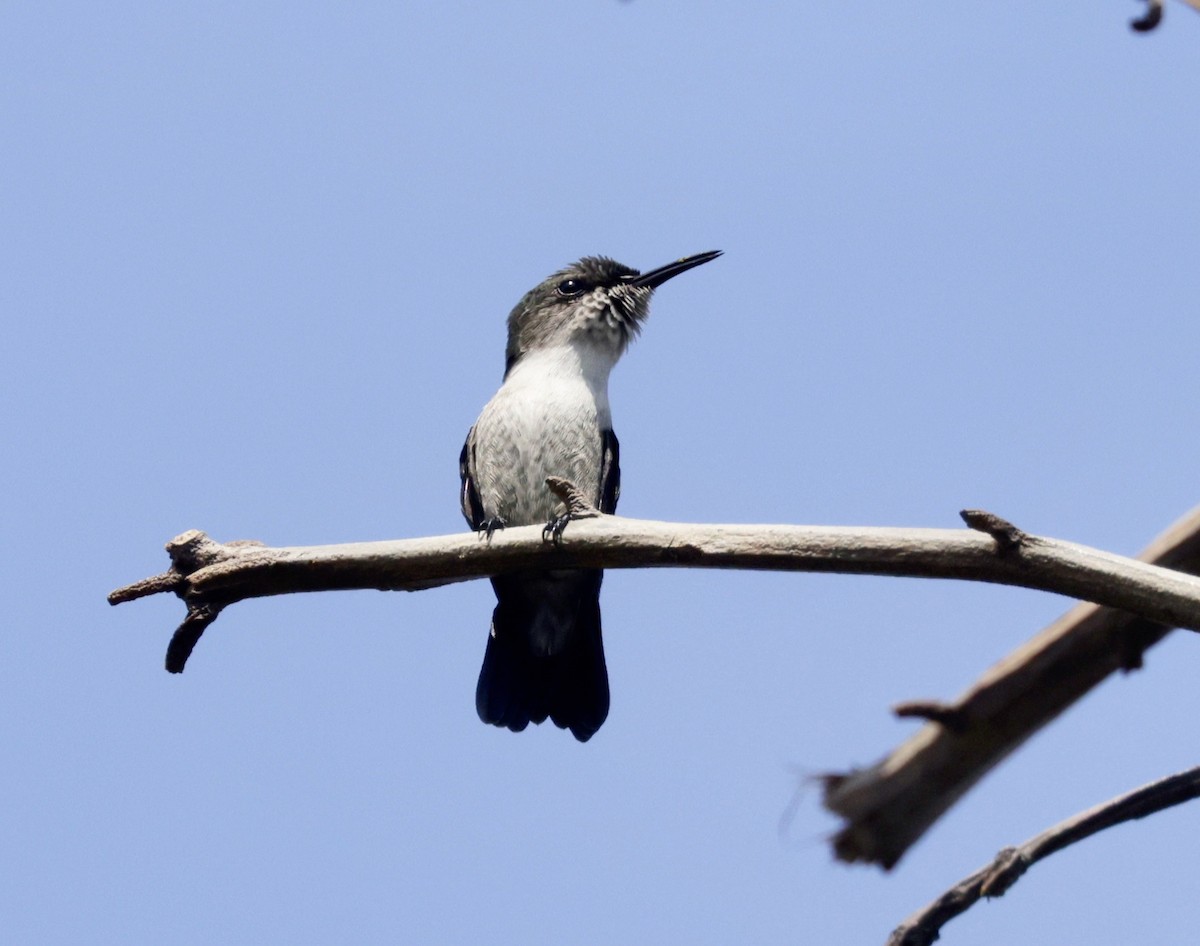 Vervain Hummingbird - ML616328961