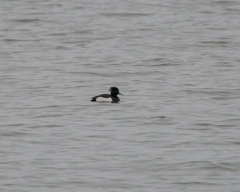 Tufted Duck - ML616328962