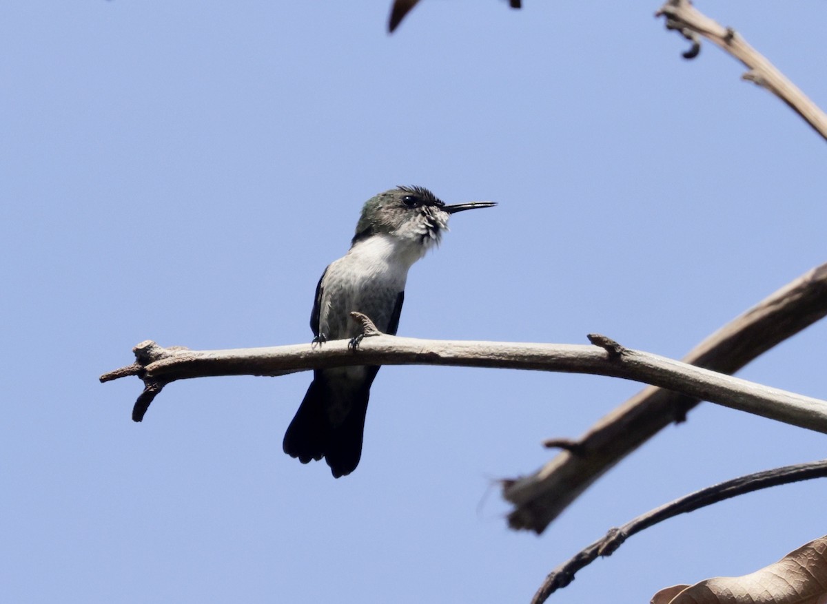 Vervain Hummingbird - ML616328963