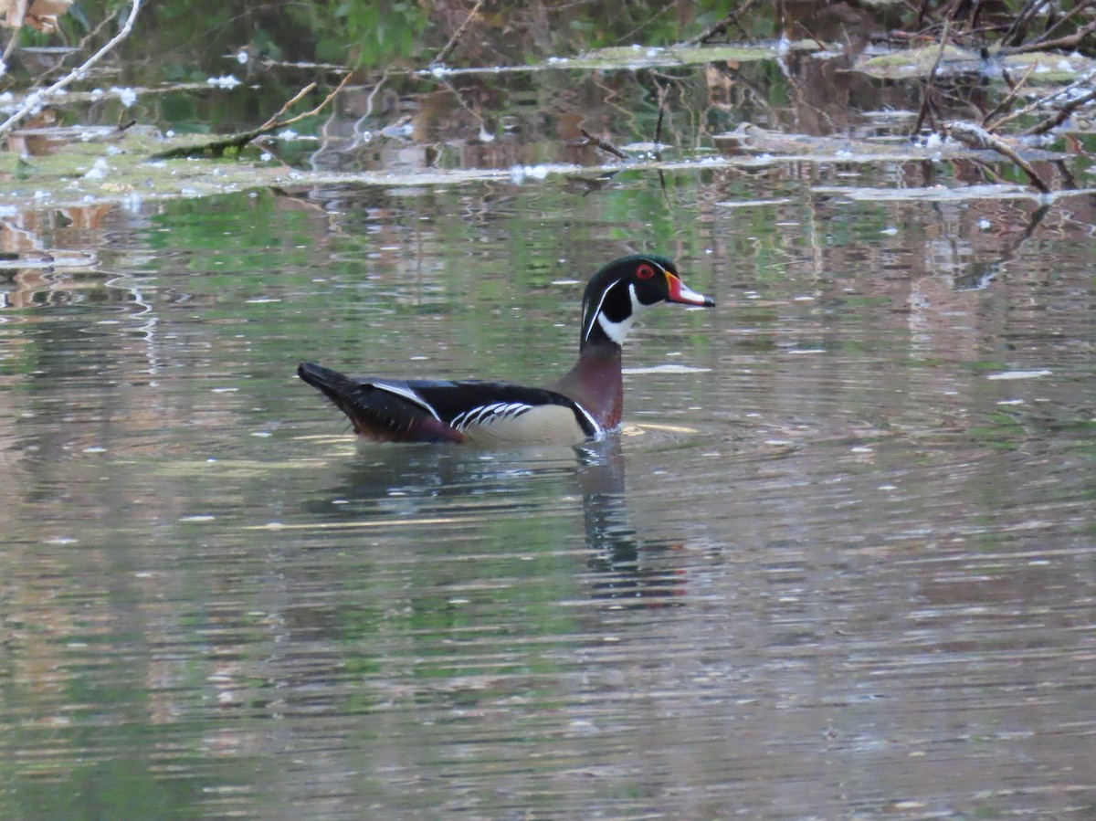 Wood Duck - Daniel Peter Siminski