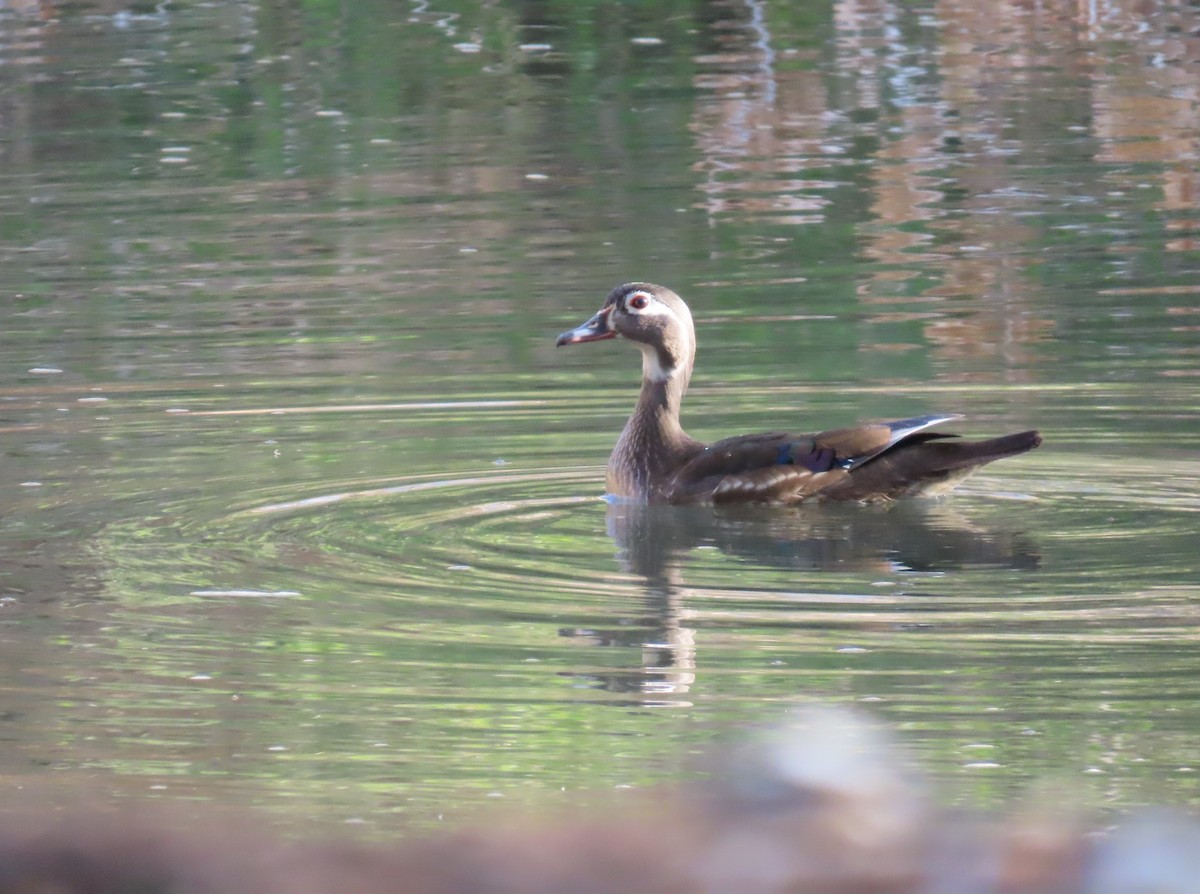 Wood Duck - Daniel Peter Siminski