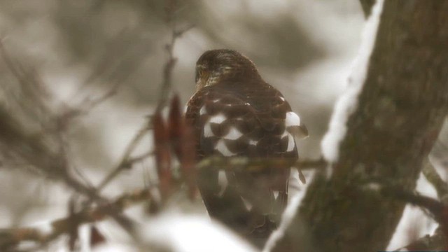 Sharp-shinned Hawk - ML616328981