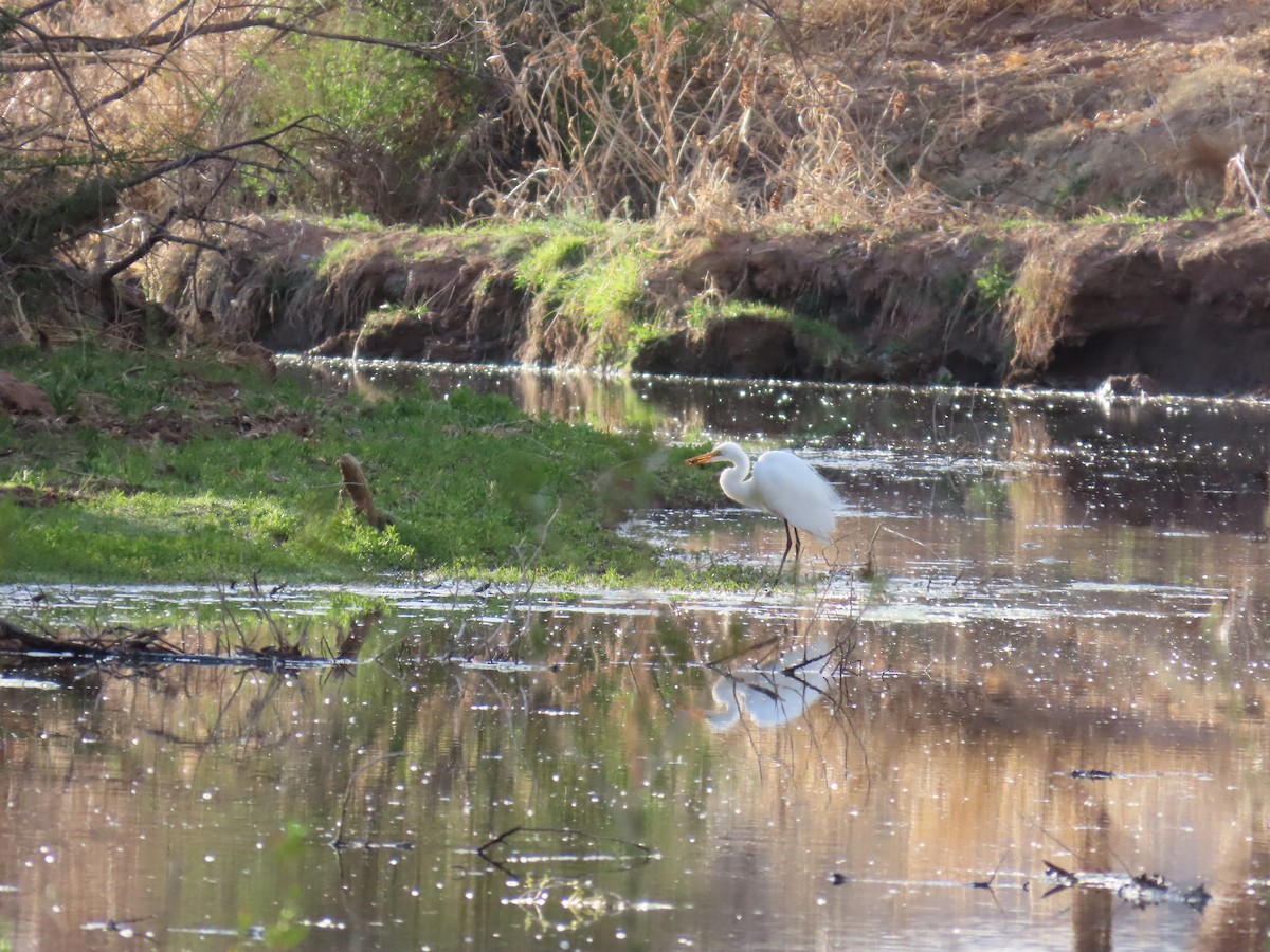 Great Egret - ML616328992