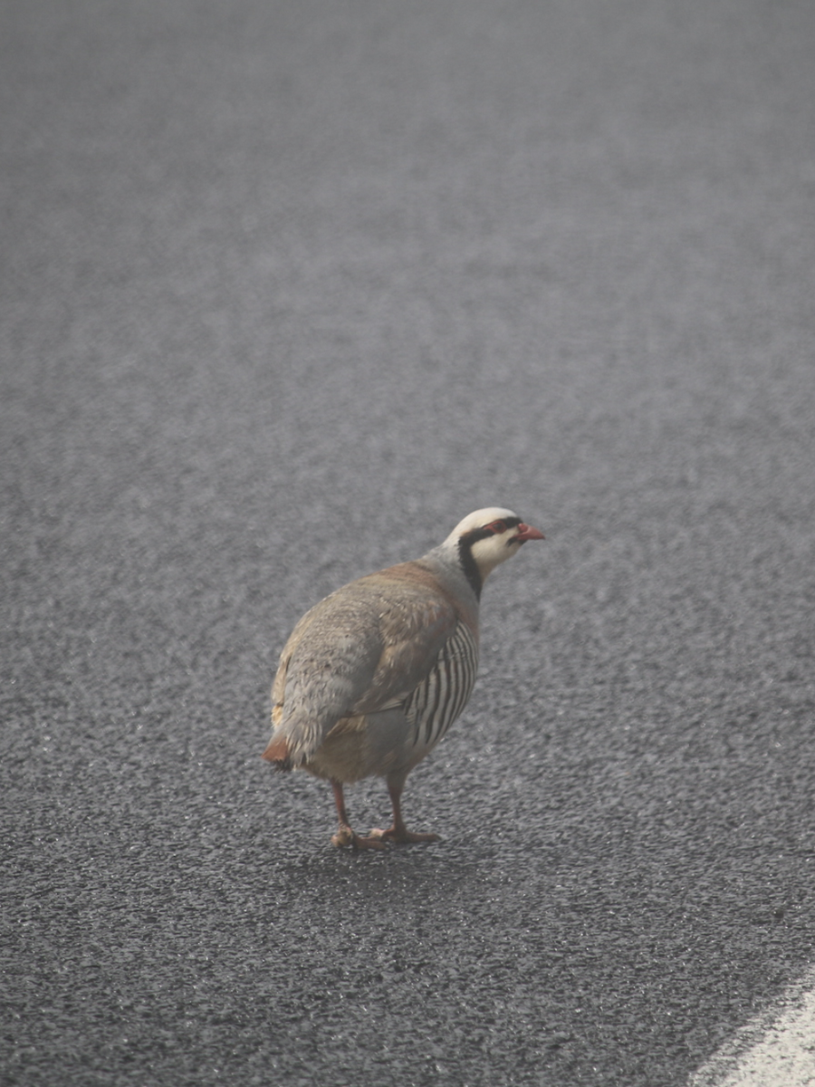 Chukar - ML616328994