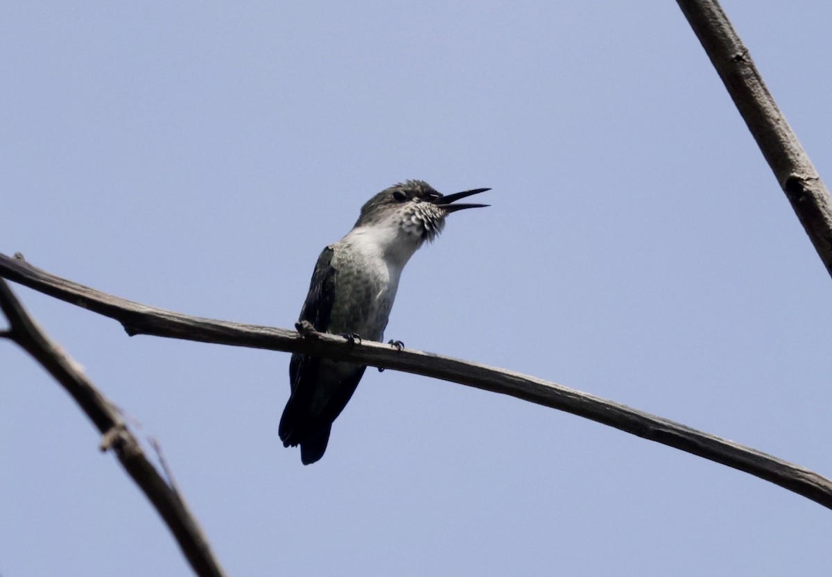 Vervain Hummingbird - ML616328998