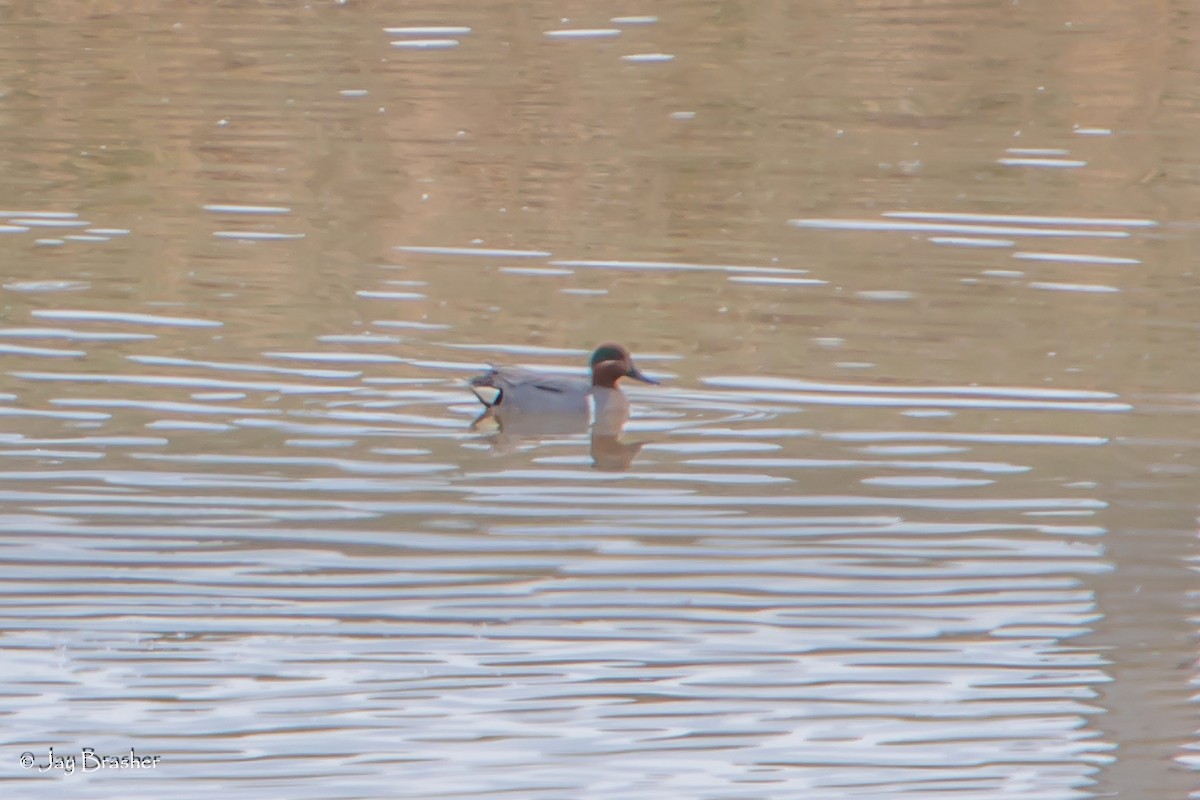 小水鴨(carolinensis) - ML616329024