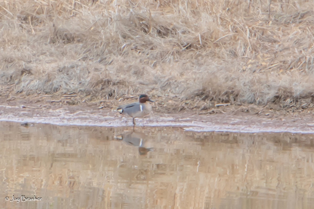 krikkand (carolinensis) (amerikakrikkand) - ML616329026