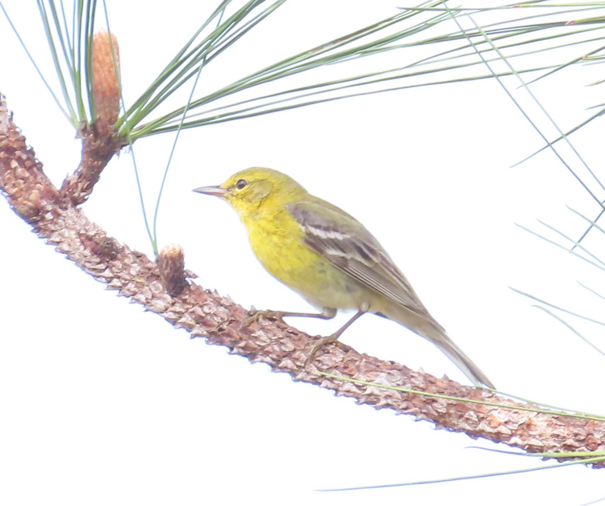 Pine Warbler - ML616329029