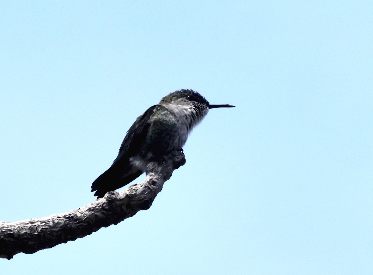 Vervain Hummingbird - ML616329046