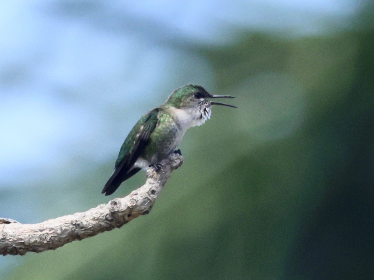 Vervain Hummingbird - ML616329050