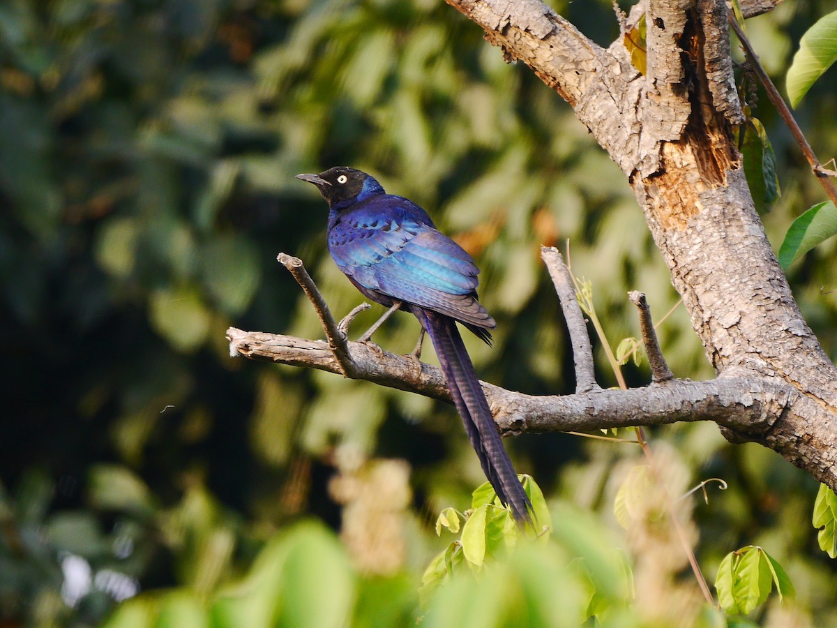 Long-tailed Glossy Starling - ML616329052