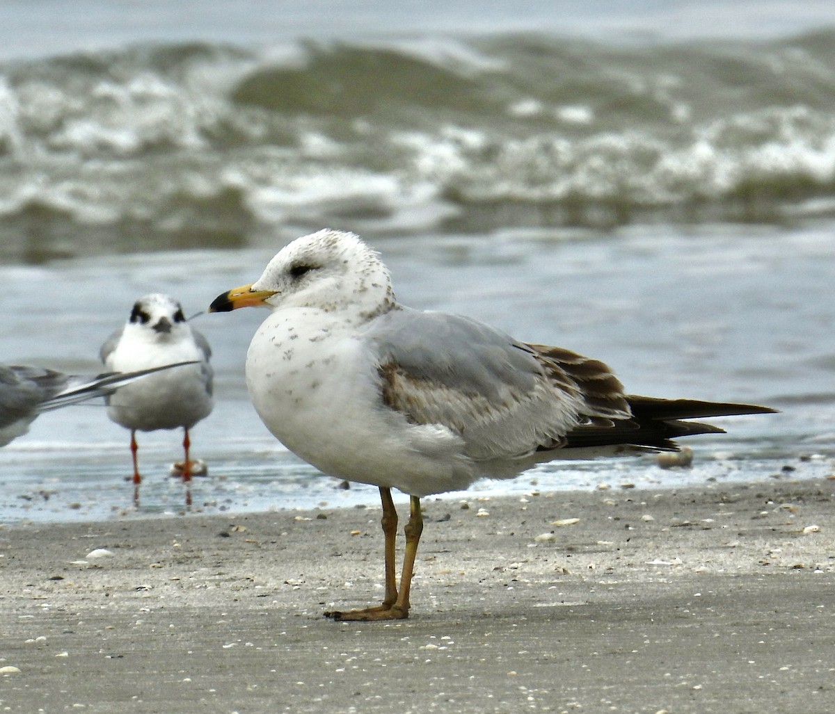 Ring-billed Gull - ML616329062