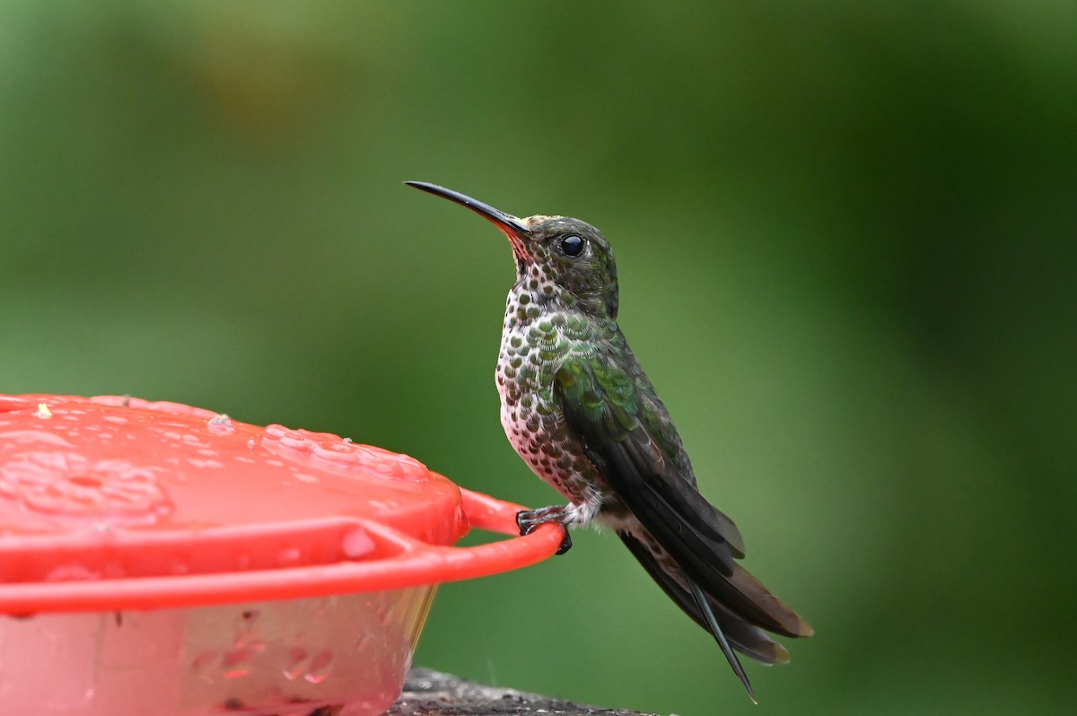 Many-spotted Hummingbird - Dan O'Brien