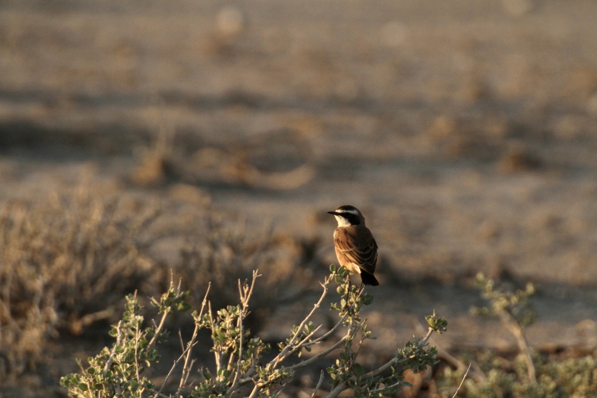 Capped Wheatear - ML616329108