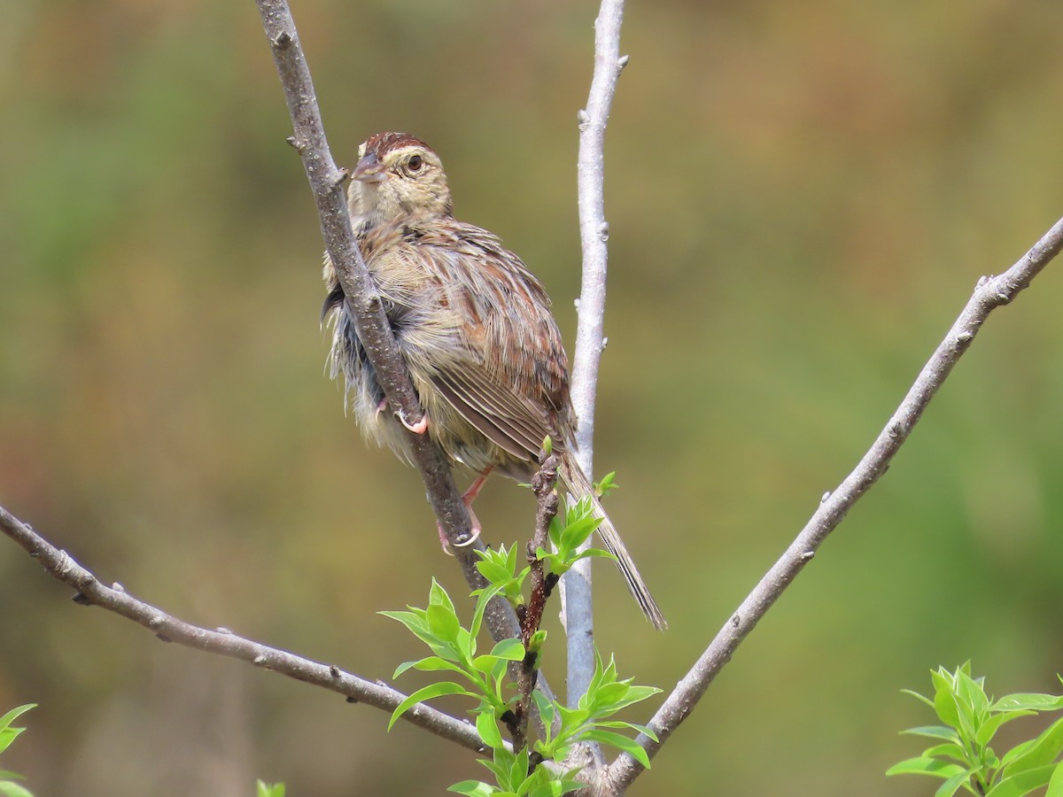 Bachman's Sparrow - ML616329110