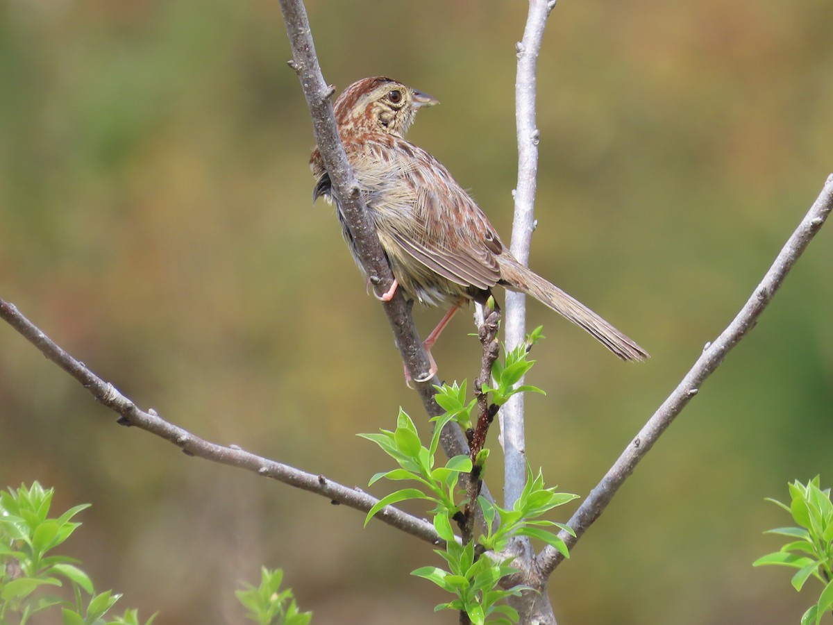 Bachman's Sparrow - ML616329112